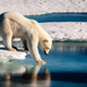 A polar bear testing thin ice with its paw. Image: Mario Hoppmann